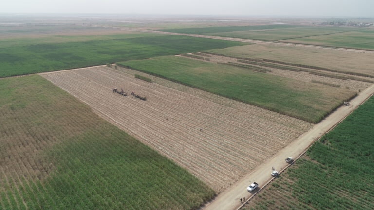 تأکید دکتر ناصری بر نقش نیشکر در احیای زمین‌های شور