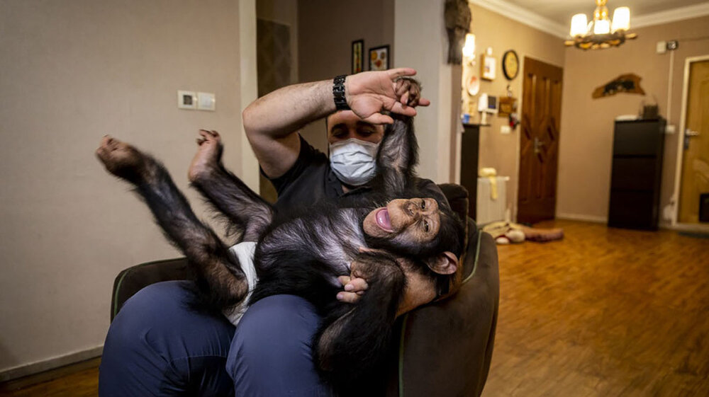 مرگ تلخ شامپانزه ایرانی که به کنیا منتقل شده بود