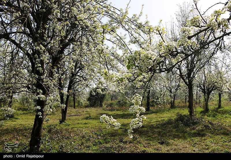 شکوفه‌های بهاری درختان گلابی/ گزارش تصویری