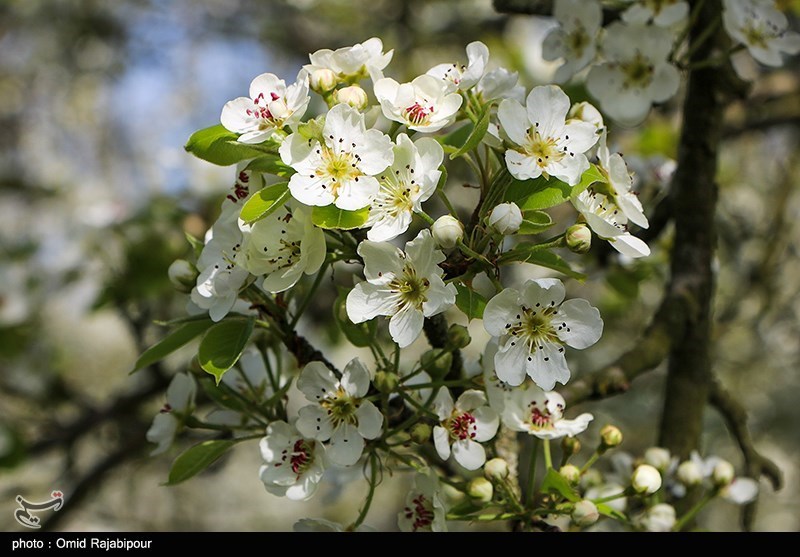 شکوفه‌های بهاری درختان گلابی/ گزارش تصویری