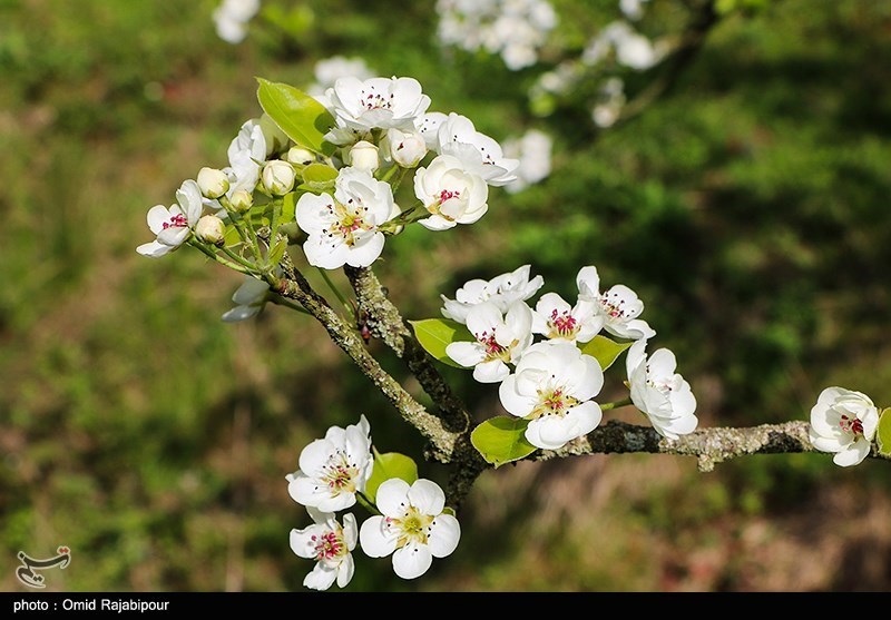 شکوفه‌های بهاری درختان گلابی/ گزارش تصویری