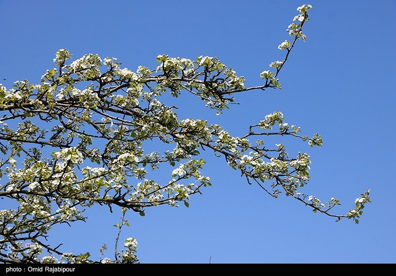 شکوفه‌های بهاری درختان گلابی/ گزارش تصویری
