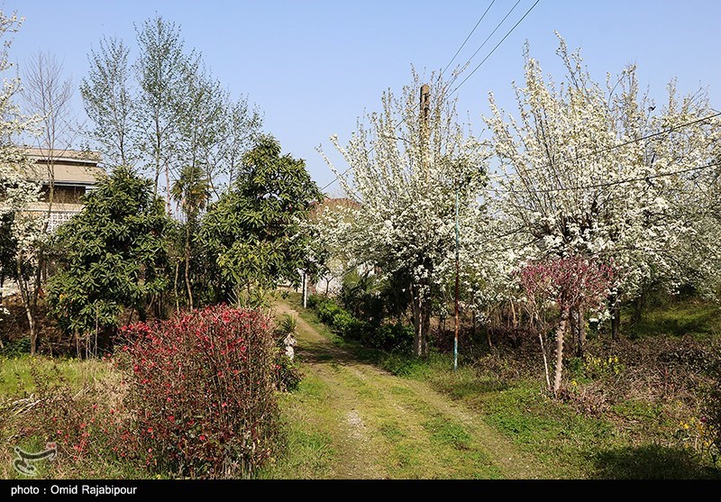 شکوفه‌های بهاری درختان گلابی/ گزارش تصویری