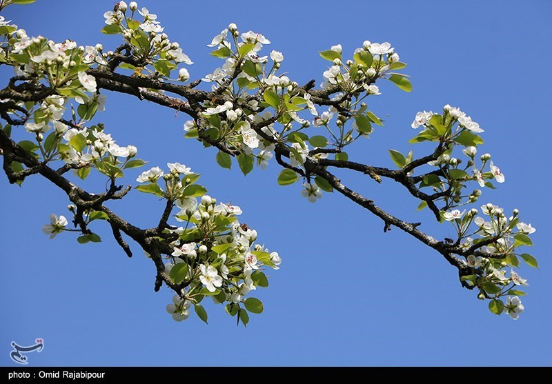 شکوفه‌های بهاری درختان گلابی/ گزارش تصویری