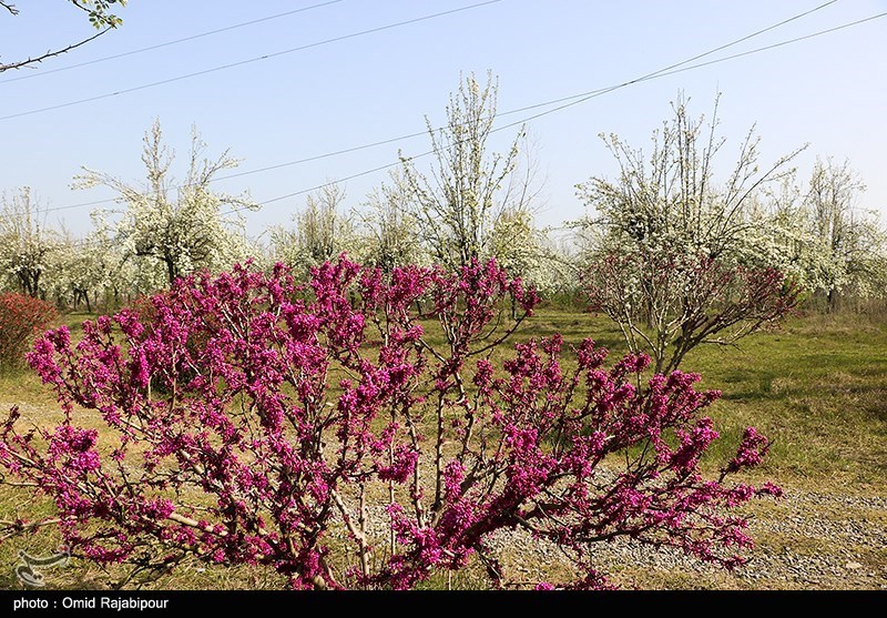 شکوفه‌های بهاری درختان گلابی/ گزارش تصویری