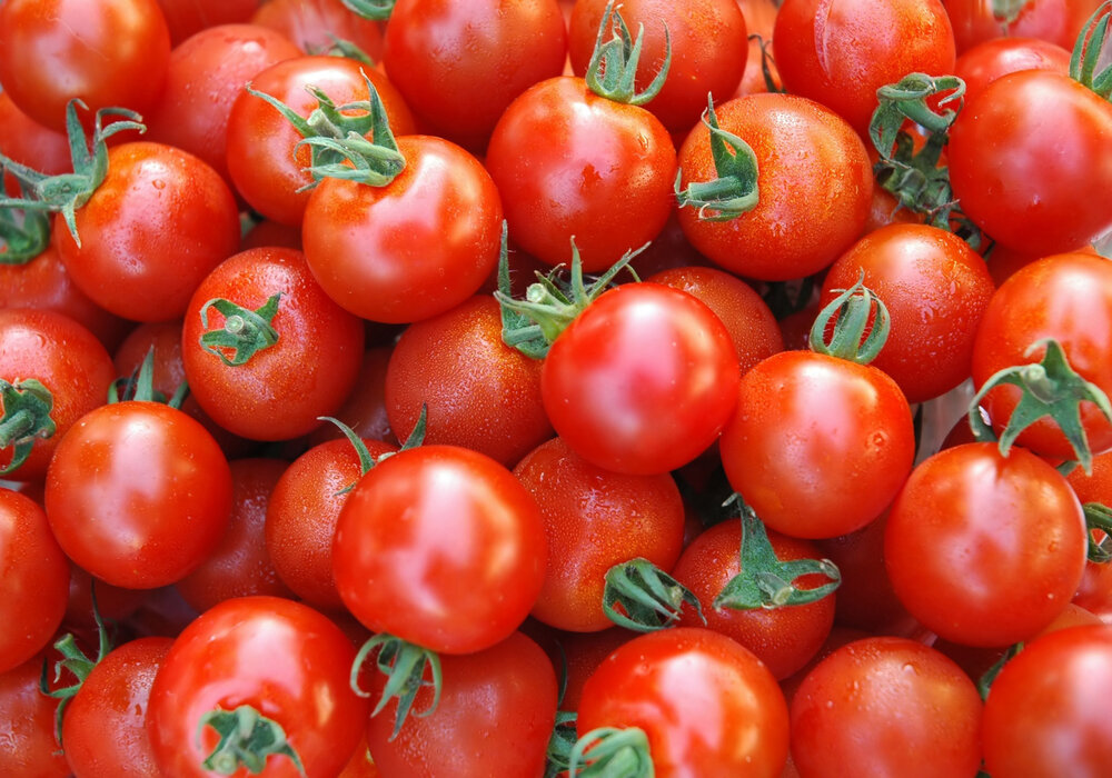 تب افزایش قیمت «گوجه» آرام گرفت!