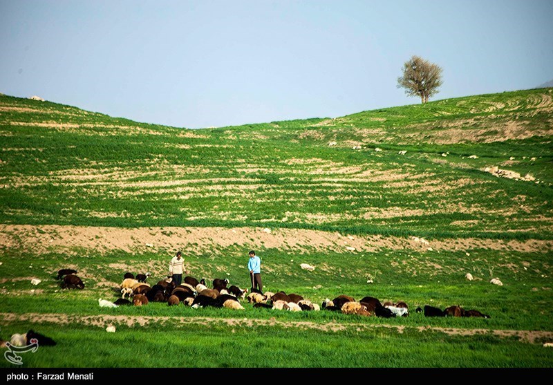 طبیعت بهاری کرمانشاه/ گزارش تصویری