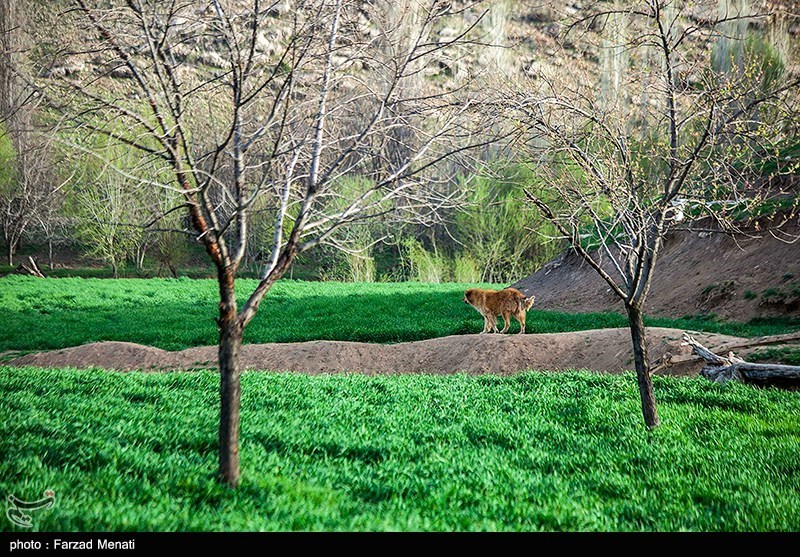 طبیعت بهاری کرمانشاه/ گزارش تصویری