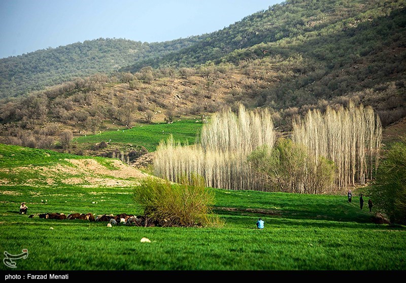 طبیعت بهاری کرمانشاه/ گزارش تصویری