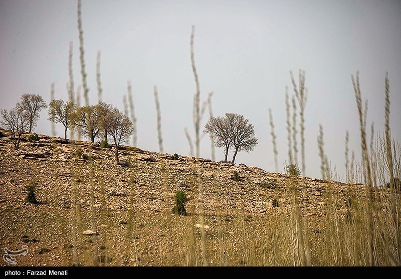 طبیعت بهاری کرمانشاه/ گزارش تصویری