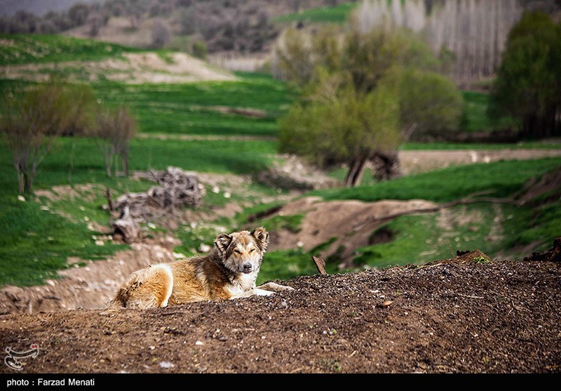 طبیعت بهاری کرمانشاه/ گزارش تصویری