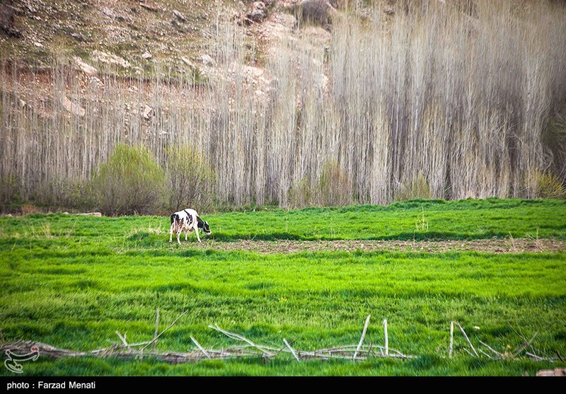 طبیعت بهاری کرمانشاه/ گزارش تصویری