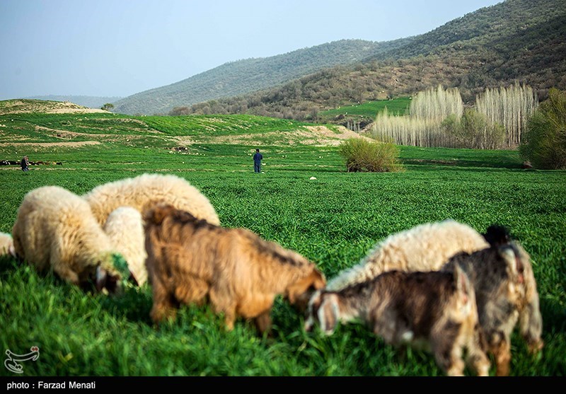 طبیعت بهاری کرمانشاه/ گزارش تصویری