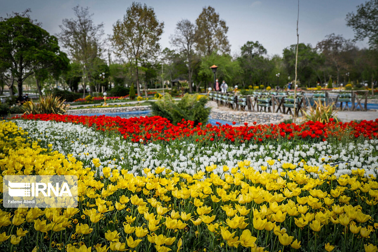 جشنواره گل لاله در اراک/ گزارش تصویری