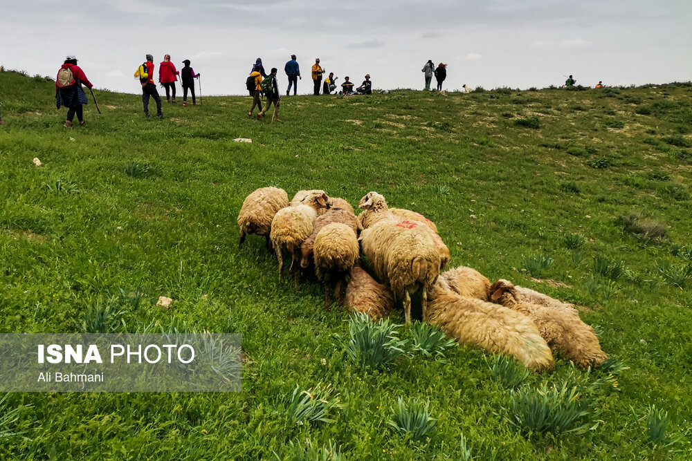 زیبایی‌های دره «ارغوان»/ گزارش تصویری