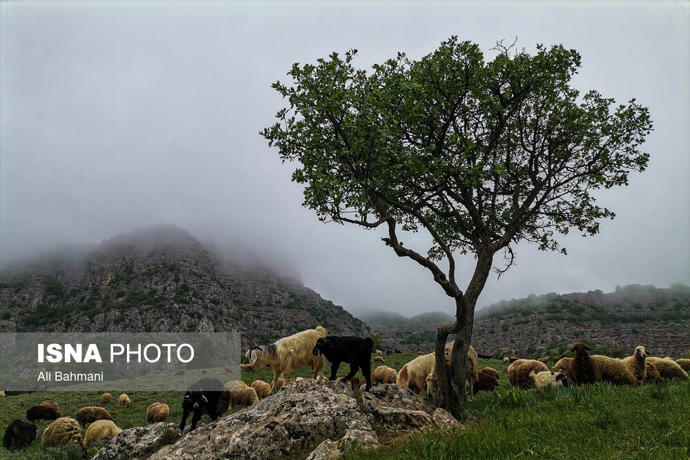 زیبایی‌های دره «ارغوان»/ گزارش تصویری