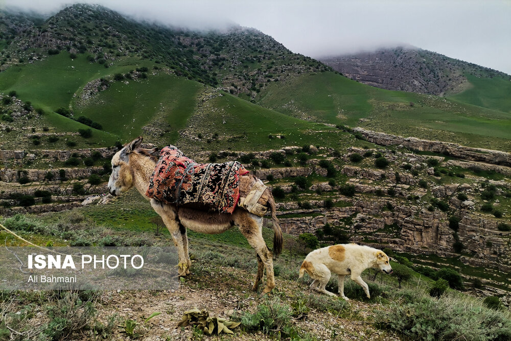 زیبایی‌های دره «ارغوان»/ گزارش تصویری