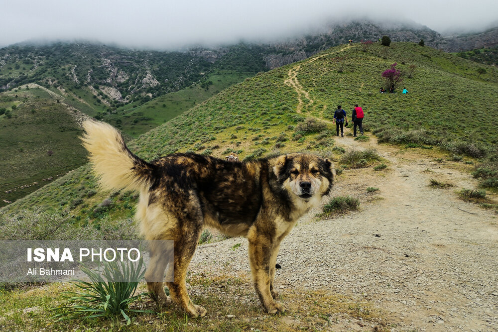زیبایی‌های دره «ارغوان»/ گزارش تصویری