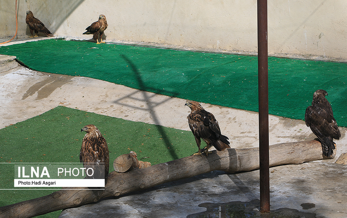 «شوق پرواز» در البرز/ گزارش تصویری