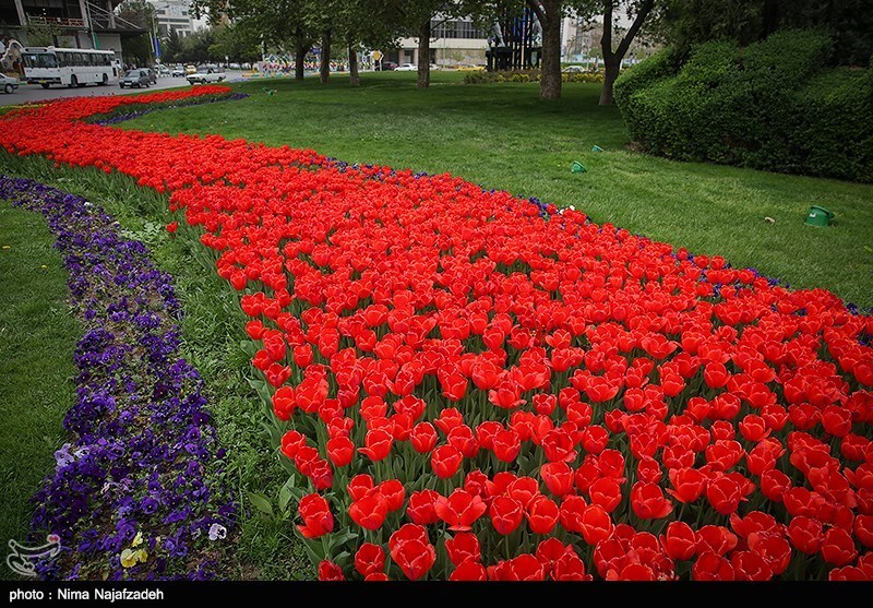 رنگین کمان گل‌های لاله در مشهد/ گزارش تصویری