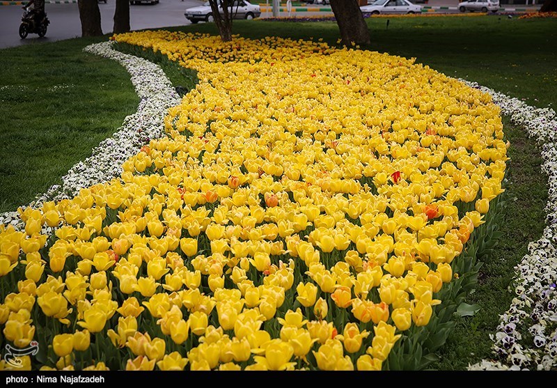 رنگین کمان گل‌های لاله در مشهد/ گزارش تصویری