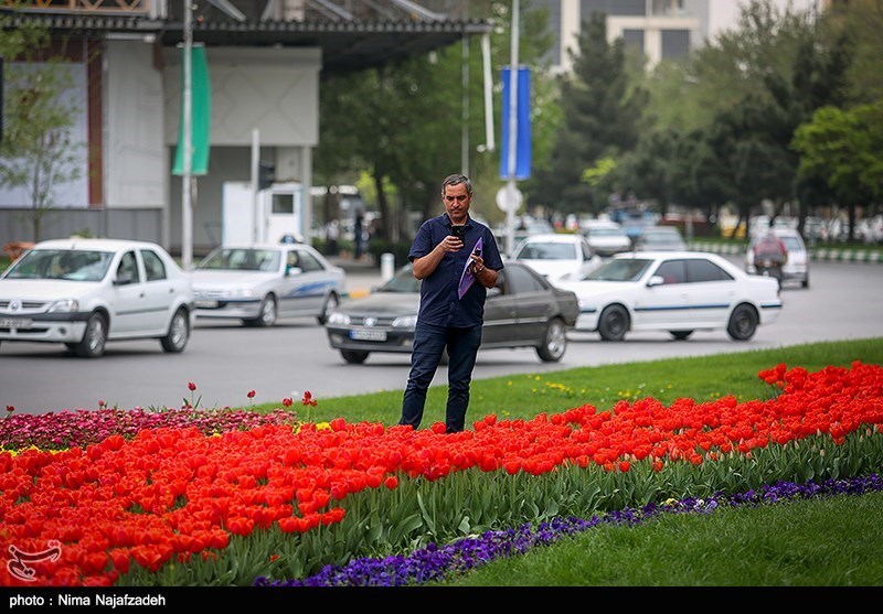 رنگین کمان گل‌های لاله در مشهد/ گزارش تصویری