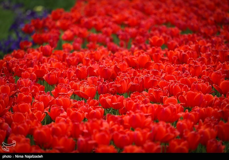 رنگین کمان گل‌های لاله در مشهد/ گزارش تصویری