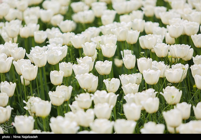 رنگین کمان گل‌های لاله در مشهد/ گزارش تصویری