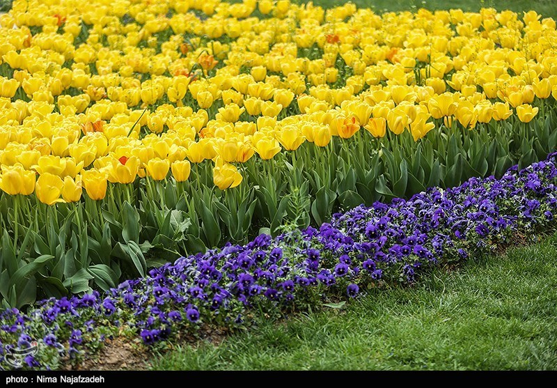 رنگین کمان گل‌های لاله در مشهد/ گزارش تصویری