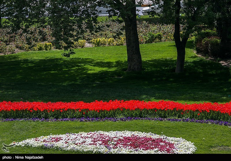 رنگین کمان گل‌های لاله در مشهد/ گزارش تصویری