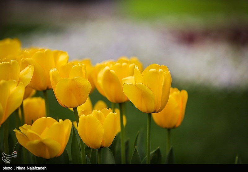 رنگین کمان گل‌های لاله در مشهد/ گزارش تصویری