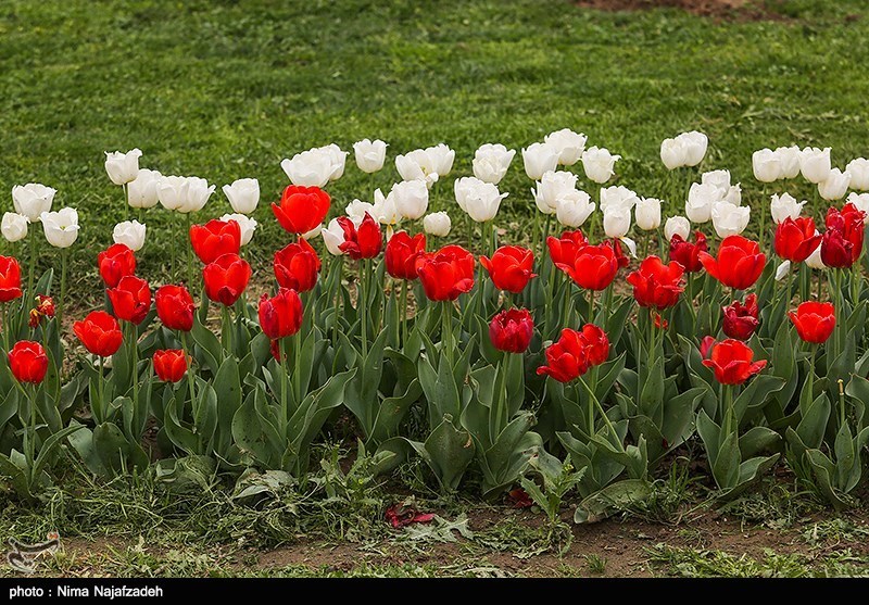رنگین کمان گل‌های لاله در مشهد/ گزارش تصویری