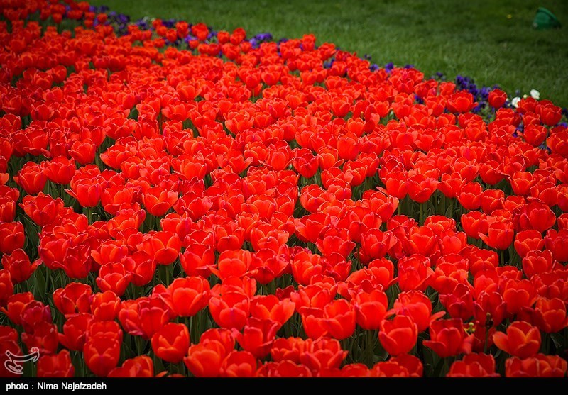 رنگین کمان گل‌های لاله در مشهد/ گزارش تصویری