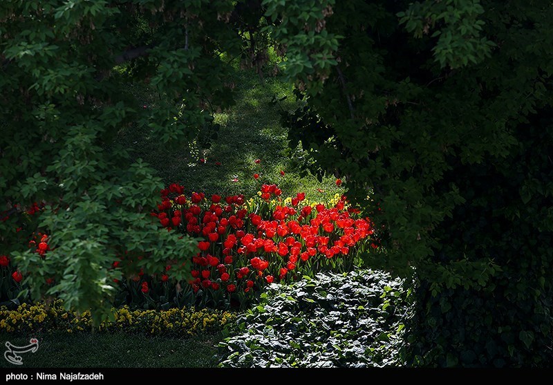 رنگین کمان گل‌های لاله در مشهد/ گزارش تصویری