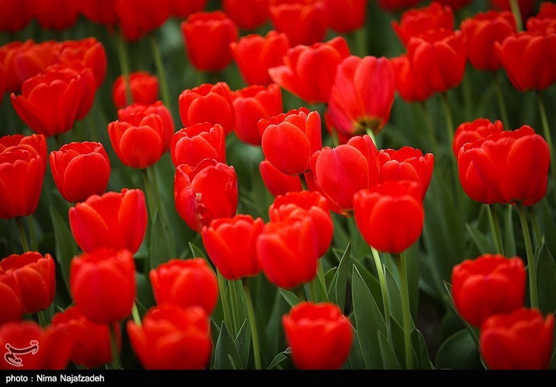 رنگین کمان گل‌های لاله در مشهد/ گزارش تصویری