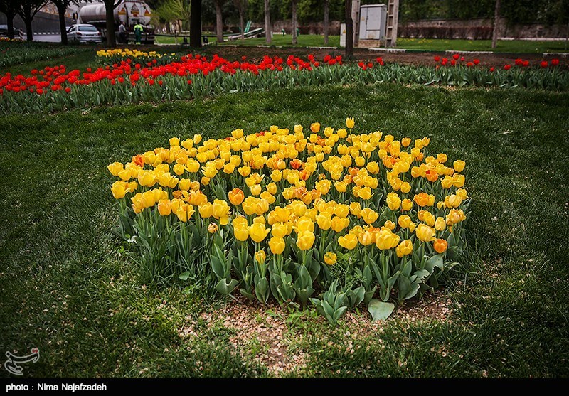 رنگین کمان گل‌های لاله در مشهد/ گزارش تصویری