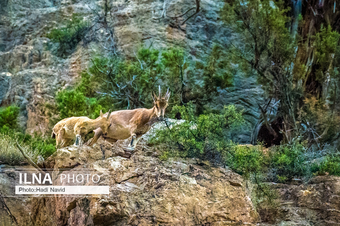 طبیعت استان گلستان/ گزارش تصویری