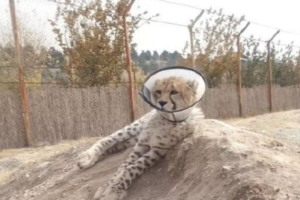 ماجرای بیماری پیروز در پردیسان تهران ماجرای بیماری پیروز در پردیسان تهران