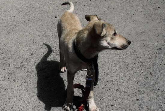 یک «سگ آزار» به نگهداری از سگ‌های بلاصاحب محکوم شد