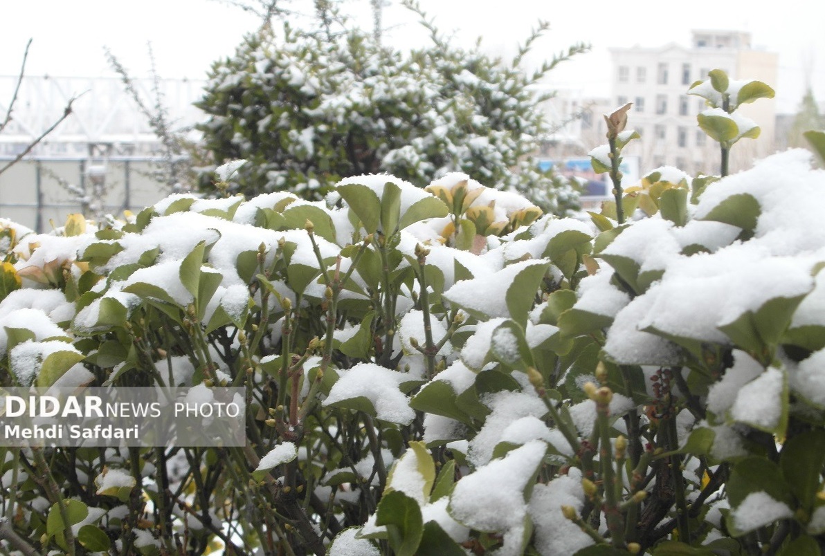 برف و کولاک در تهران