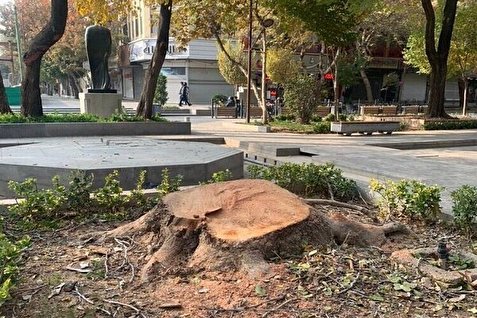 برخورد قانونی با مسببین قطع درختان شهری تالش