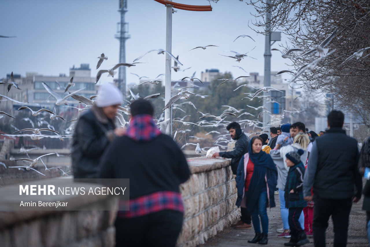 مرغان دریایی؛ میهمان زمستانی شیراز/ گزارش تصویری