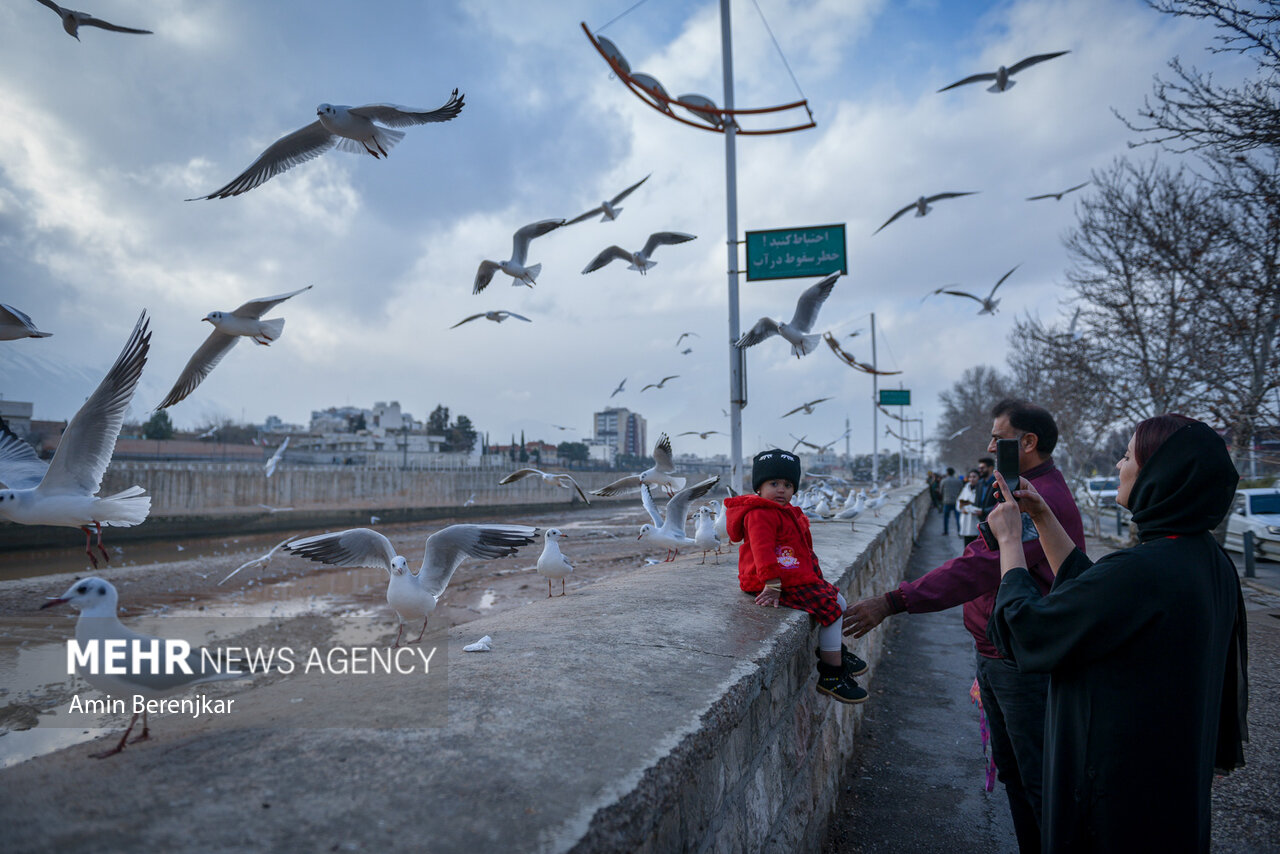 مرغان دریایی؛ میهمان زمستانی شیراز/ گزارش تصویری مرغان دریایی؛ میهمان زمستانی شیراز/ گزارش تصویری