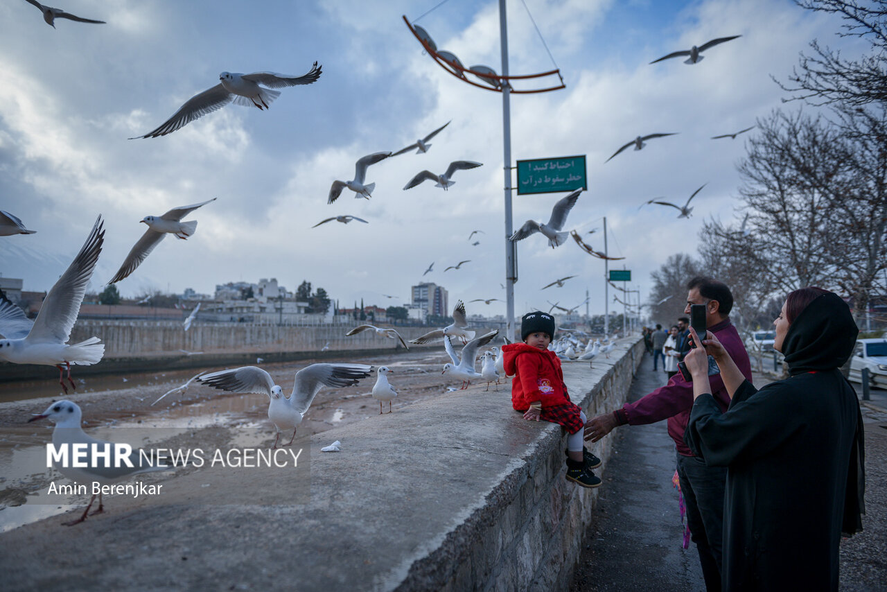 مرغان دریایی؛ میهمان زمستانی شیراز/ گزارش تصویری