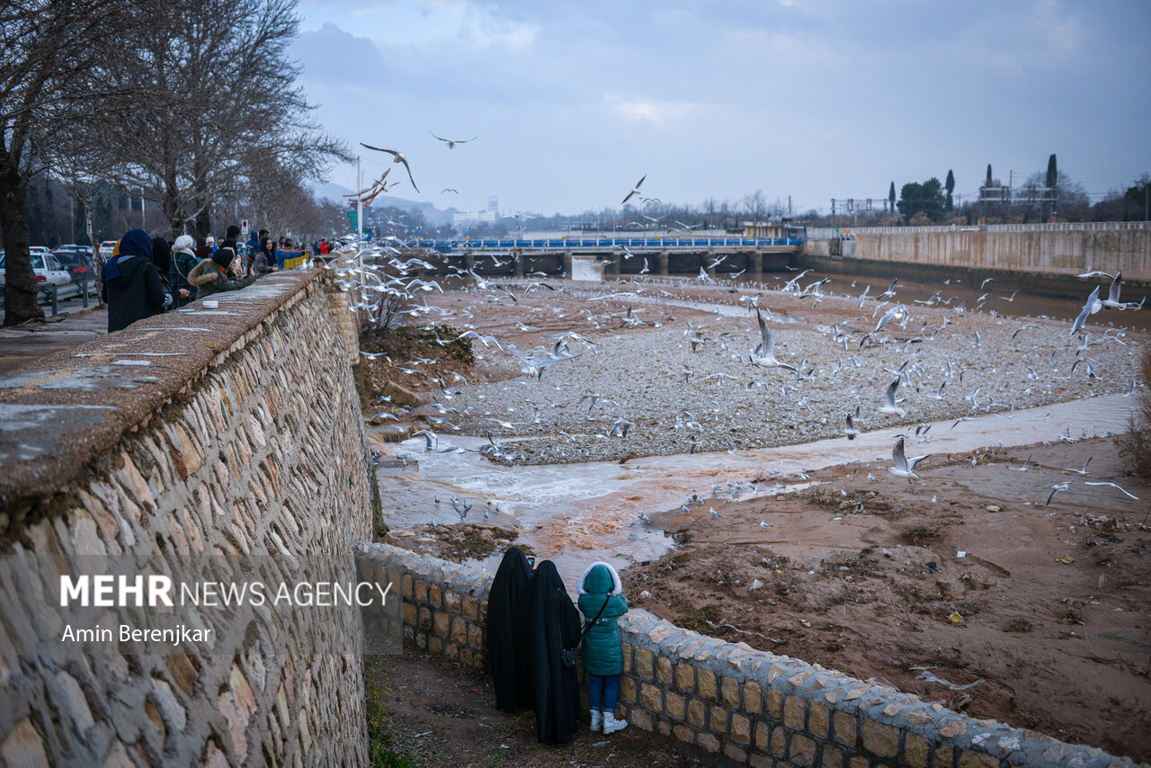مرغان دریایی؛ میهمان زمستانی شیراز/ گزارش تصویری