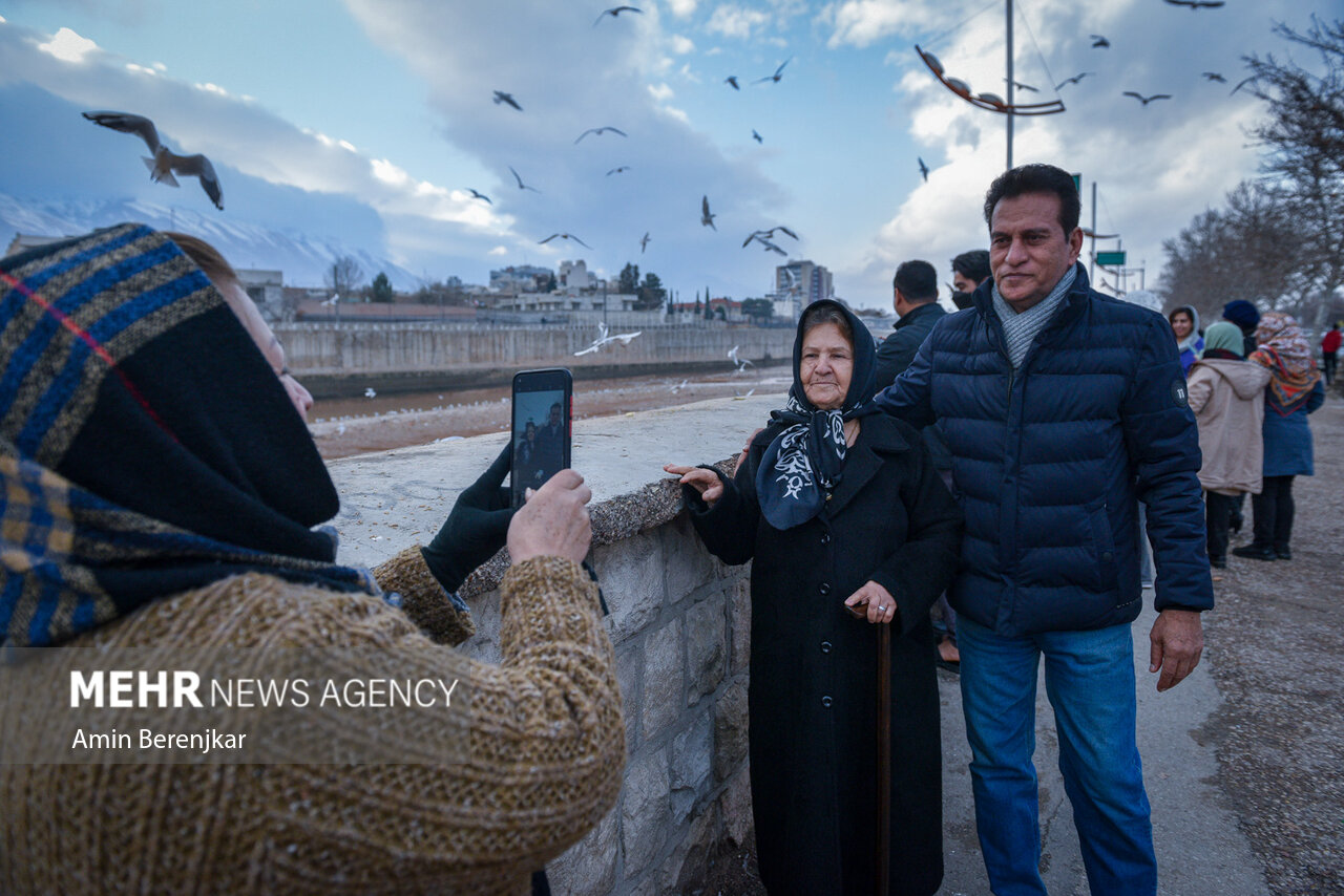 مرغان دریایی؛ میهمان زمستانی شیراز/ گزارش تصویری