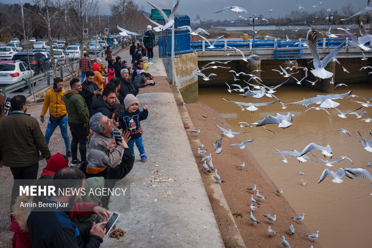 مرغان دریایی؛ میهمان زمستانی شیراز/ گزارش تصویری