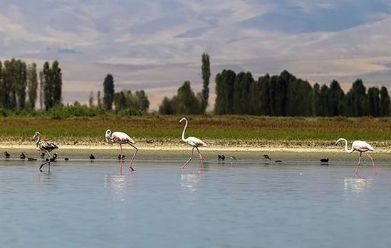 بیماری «اقتصادی هلندی» بلای جان میانکاله