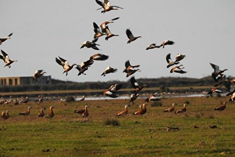 مهاجرت بیش از ٣٠ هزار پرنده مهاجر به پارک ملی بوجاق گیلان