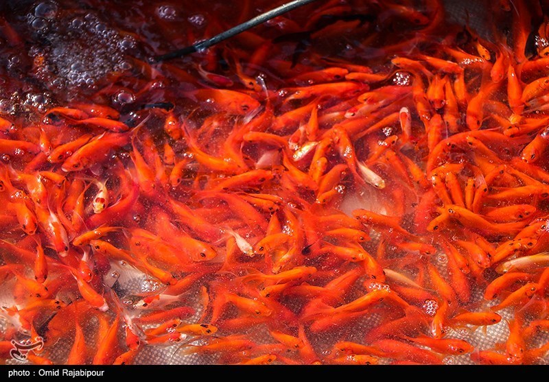 پرورش ماهی قرمز در گیلان/ گزارش تصویری